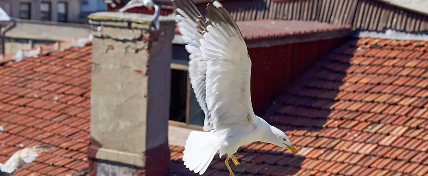 Residential Chimney Animal Removal Solution in Green Valley, AZ