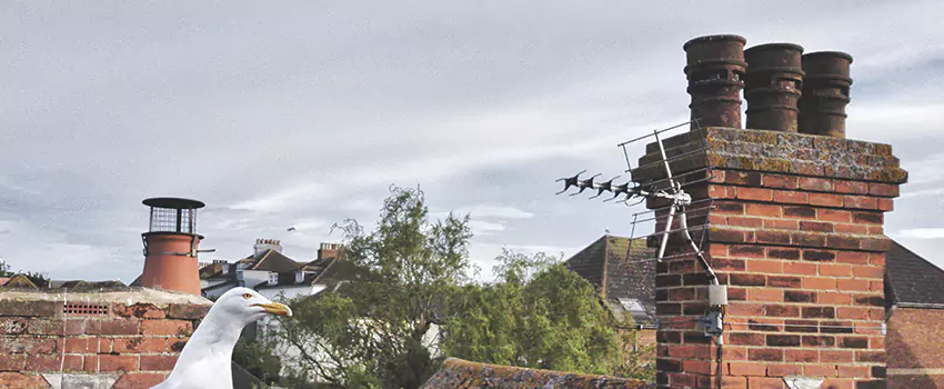 Chimney Cleaning And Restoration in Green Valley, Arizona